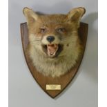 A taxidermy Fox head mounted on an oak plaque with ivorine tablet inscribed: “HEYTHROP HOUNDS,