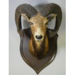 A TAXIDERMY MOUFLON RAM HEAD by ROWLAND WARD, mounted on an oak shield-shaped plaque, impressed with