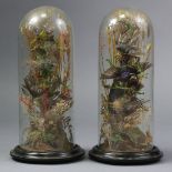 A pair of late Victorian taxidermy groups of exotic birds, mounted amongst grasses, on ebonised