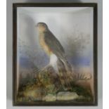 A late 19th/early 20th century taxidermy Sparrowhawk, mounted in a naturalistic setting &