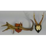 A German Roe Deer skull plate with three-point antlers, inscribed indistinctly, mounted to a