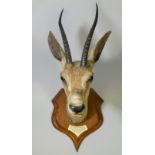 A TAXIDERMY SPEKE’S GAZELLE HEAD, mounted on an oak shield-shaped plaque with ivorine tablet “