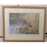 Bruce Pearson - a Bittern amongst reeds watercolour bears a signature & dated '98 19.5'' x 27.