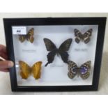 A lepidopterist's study, five cased and named butterflies  11" x 9"