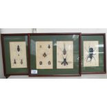 A series of three lepidopterist studies  prints  7" x 9"  framed
