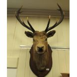 Taxidermy:  a stag's head, mounted on an oak plaque  inscribed 'Lochluichart 1887  14st 7lbs'  43''h