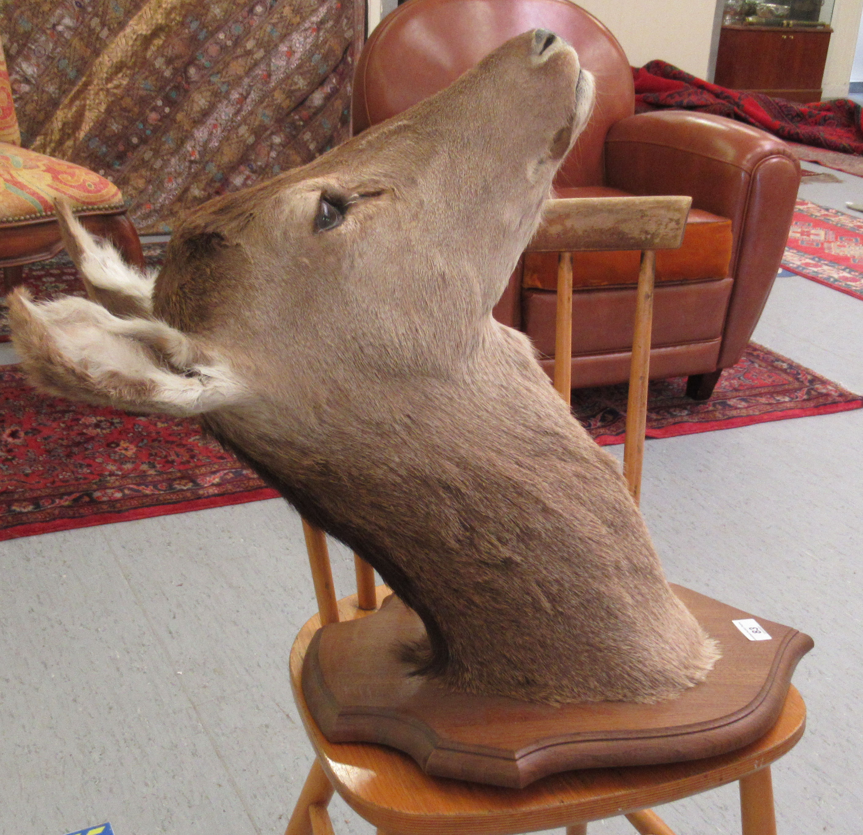 Taxidermy: a deer's head, on a oak shield shape plaque  18"h - Image 3 of 4