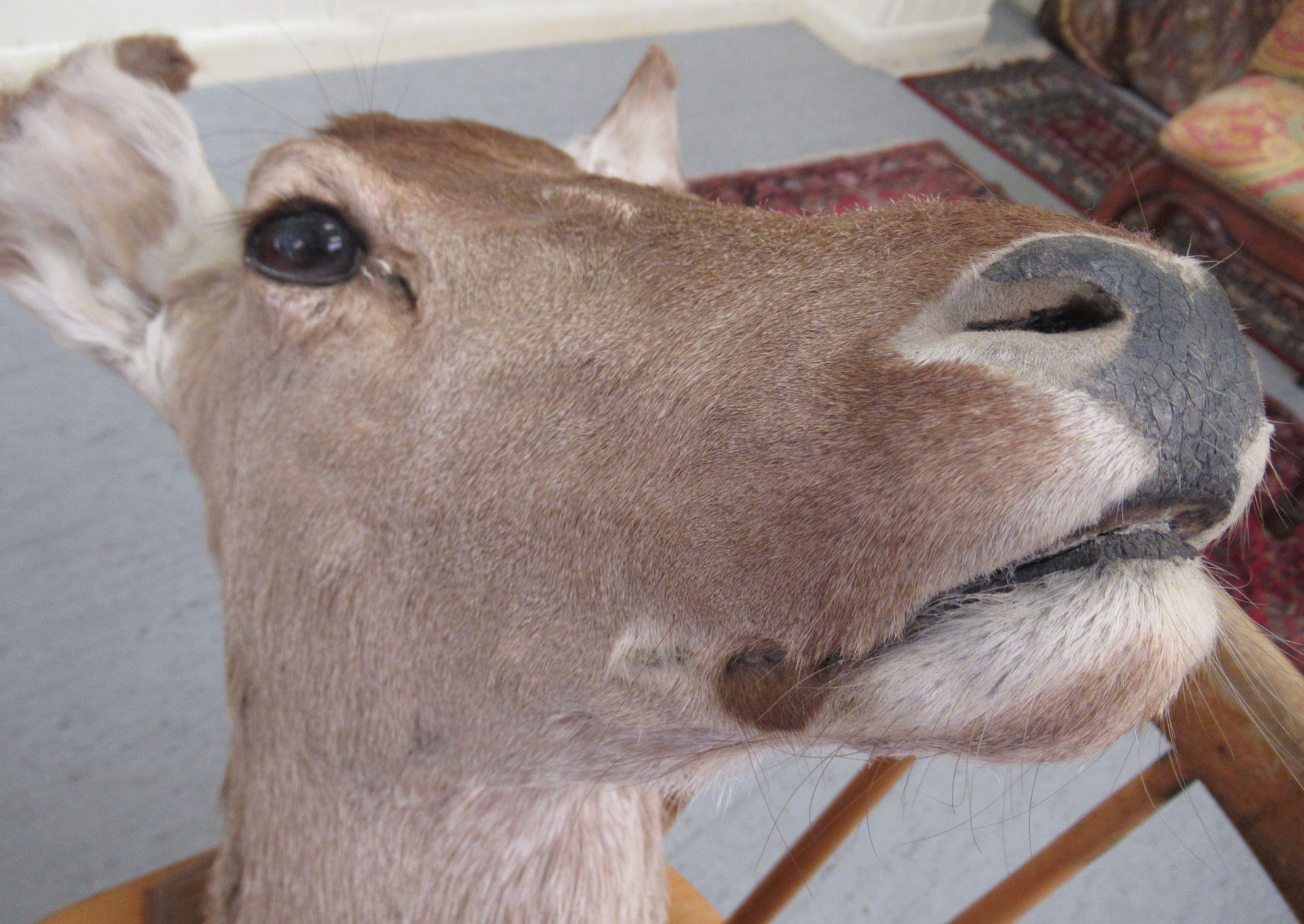 Taxidermy: a deer's head, on a oak shield shape plaque  18"h - Image 4 of 4