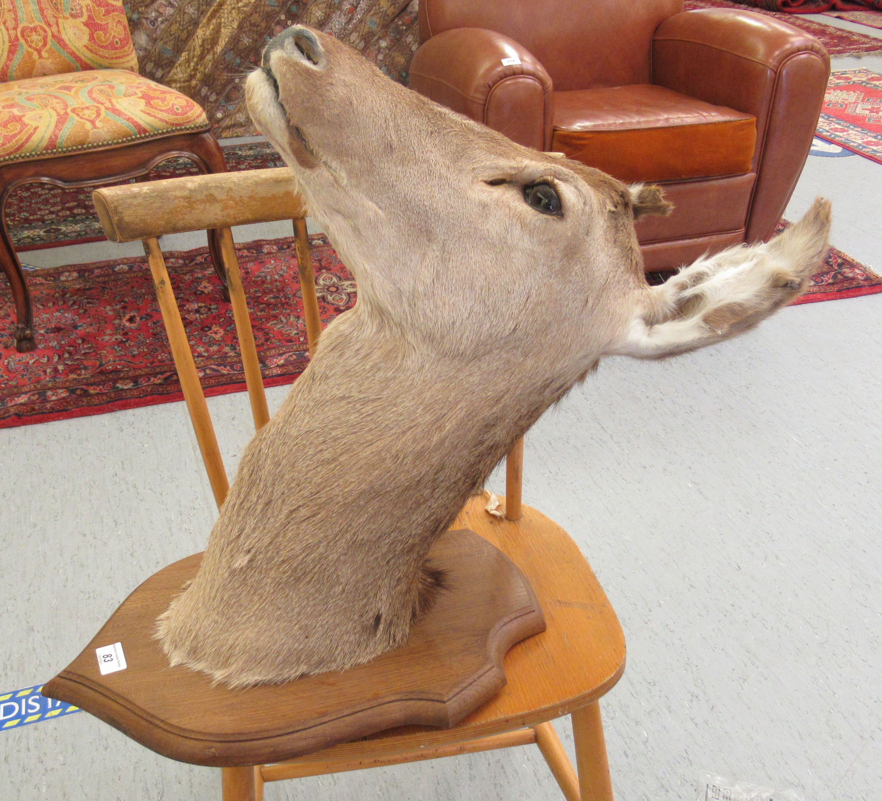 Taxidermy: a deer's head, on a oak shield shape plaque  18"h - Image 2 of 4