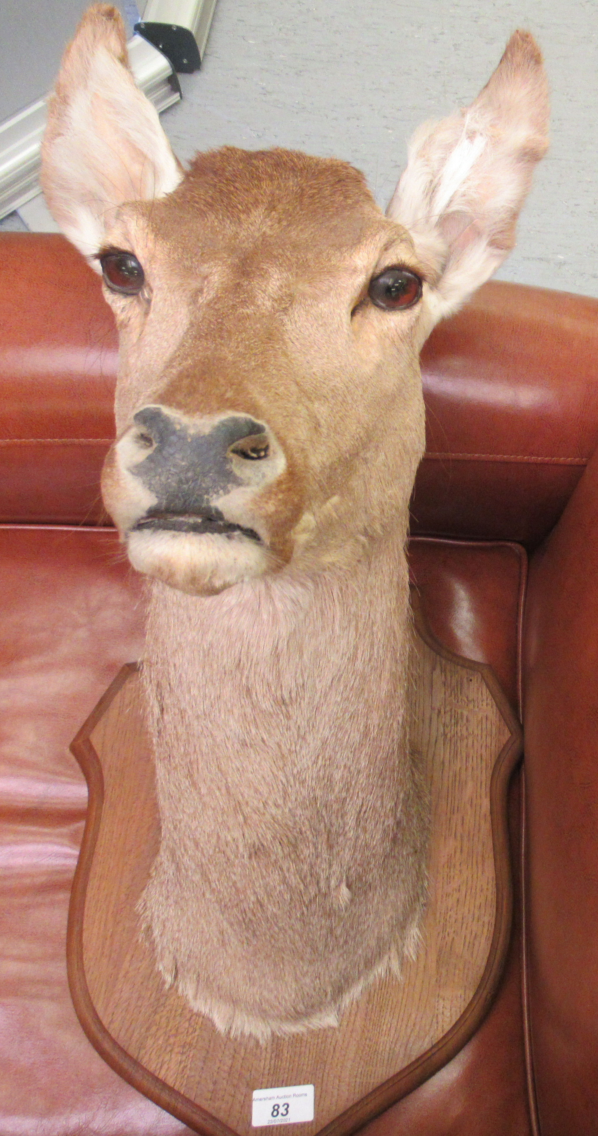 Taxidermy: a deer's head, on a oak shield shape plaque  18"h