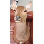 Taxidermy: a deer's head, on a oak shield shape plaque  18"h