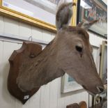 Taxidermy: a deers' head, on an oak shield shape plaque  18"h