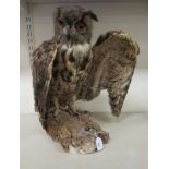 Taxidermy: a late Victorian Long Eared Owl, on a naturalistic rock plinth  18"h overall