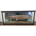 Taxidermy: a Hampshire sea trout, inscribed on the glass  21"L  cased