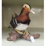 Taxidermy: a duck, on a driftwood plinth  10"h