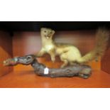 Taxidermy: a stoat, on a log plinth  22"L overall