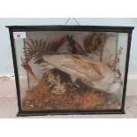 Taxidermy: an owl, in a naturalistic setting  13"h  16.5"w  cased