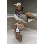 Taxidermy: a duck, on a driftwood plinth  18"h overall