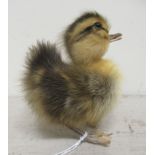 Taxidermy: a chick  4"h