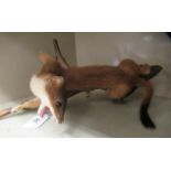 Taxidermy: a weasel, on a stick plinth  14"L overall