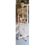 A composition human skeleton, on a stand  65"h