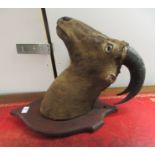 Taxidermy: a ram's head with curved horns, mounted on a shield shaped plaque  21"h  10"w