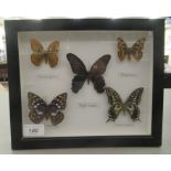 A box framed cased lepidoptery study of five butterflies  9.5" x 7.5"