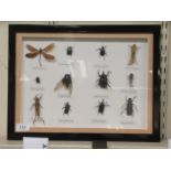 A cased entomology study of twelve insects  13" x 10"  framed