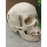 Component parts of a medical student's moulded composition skeleton, including a skull
