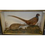 A taxidermy brace of pheasant.