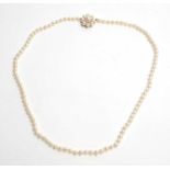 A cultured pearl necklace