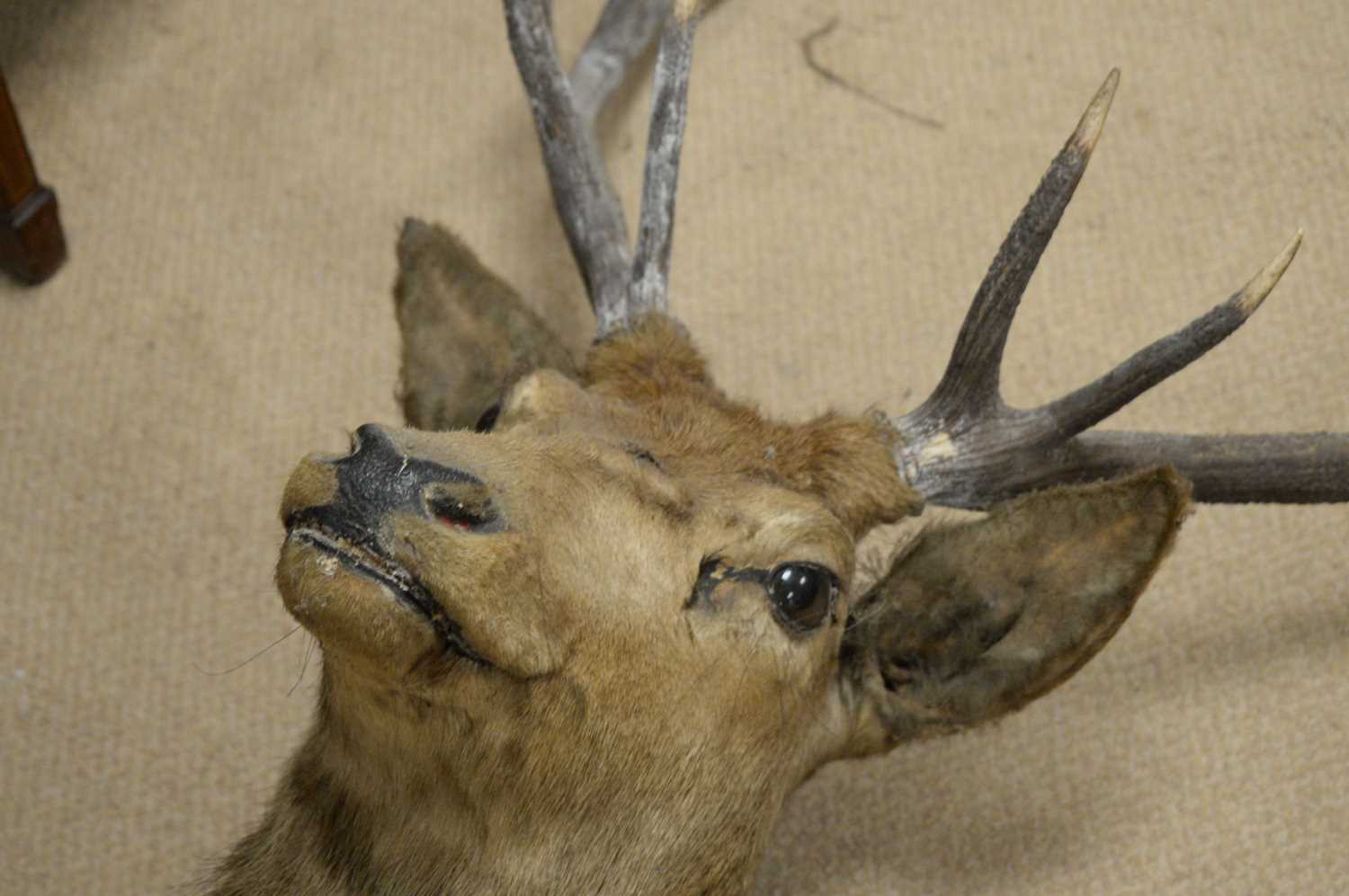 A red deer stag mounted head trophy - Image 2 of 2