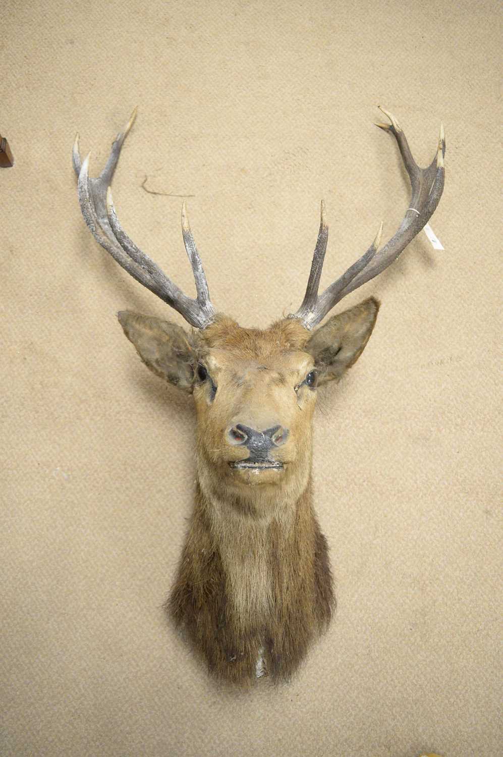 A red deer stag mounted head trophy