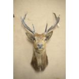 A red deer stag mounted head trophy