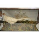 Victorian taxidermy albino pheasant.