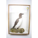 Early 20th C taxidermy Guillemot.
