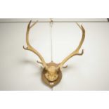 A pair of red deer antlers mounted on a oak shield plaque