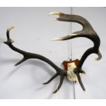 A pair of mounted antlers