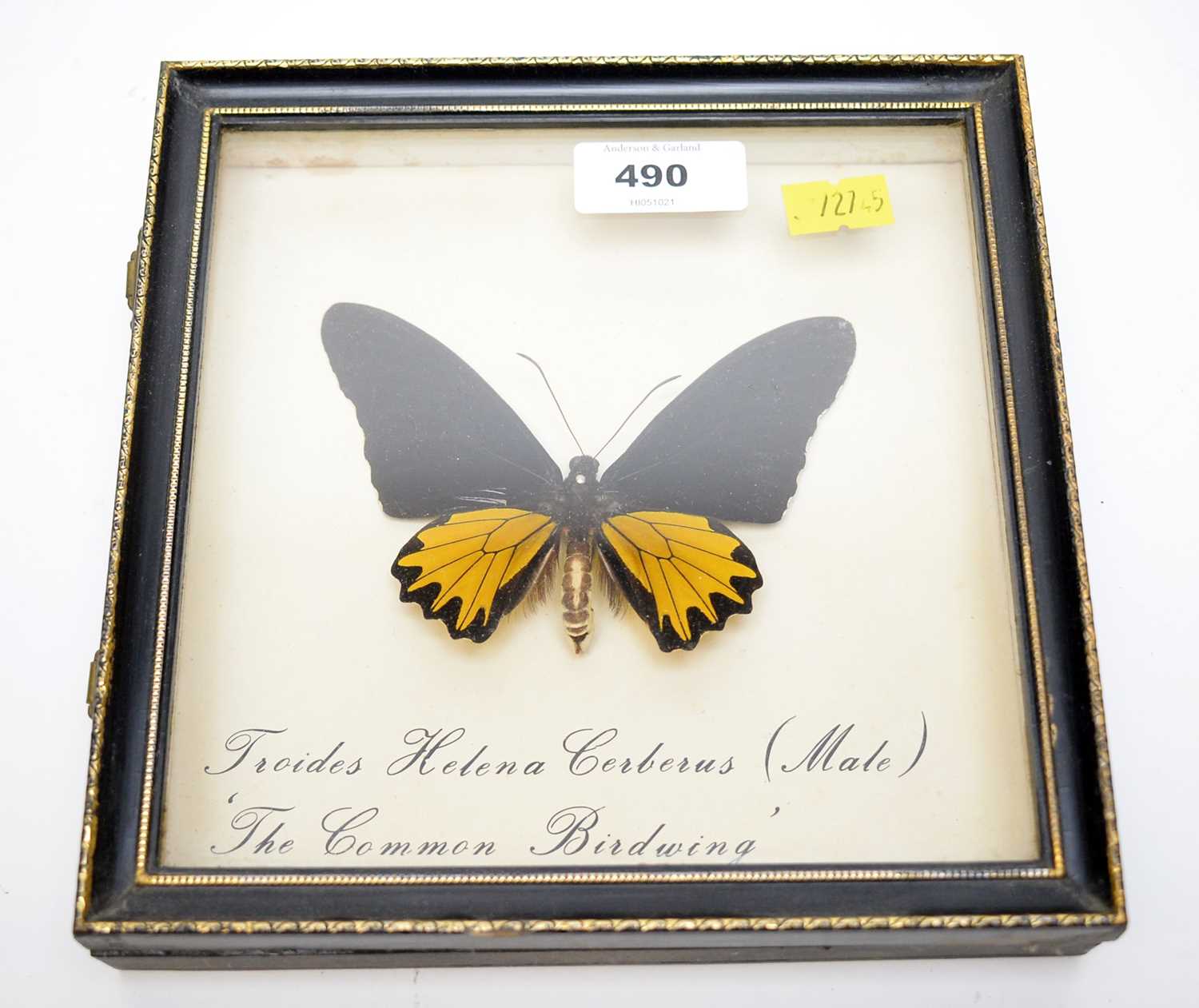 A Troides Helena 'Common Birdwing' Lepidoptera specimen