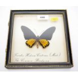 A Troides Helena 'Common Birdwing' Lepidoptera specimen