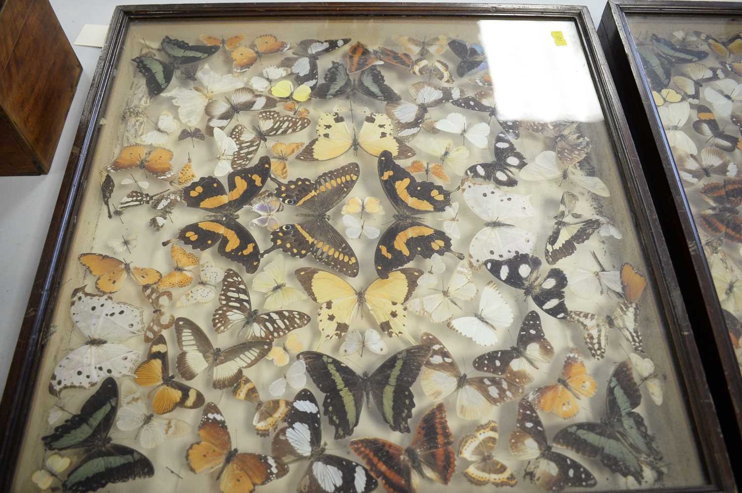 Early 20th Century Lepidoptera specimen collection - Image 2 of 3