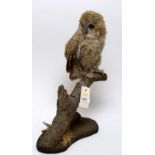 A taxidermy tawny owl