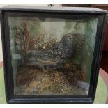 Taxidermy - A starling on a rock with vegetation in the background, cased,