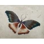 A Watercolour of a butterfly together with a collection of prints and photographs