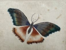 A Watercolour of a butterfly together with a collection of prints and photographs