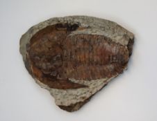 Natural History - Geology - A Cambropallas trilobite,