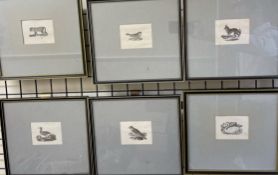 Natural History - a set of six black and white etchings of birds and animals