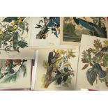 A collection of Audubon bird prints, including Carolina Parrot, Little Screech Owl, Blue Jay,