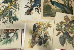 A collection of Audubon bird prints, including Carolina Parrot, Little Screech Owl, Blue Jay,