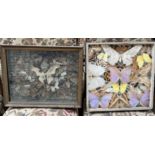 Taxidermy - framed butterflies and beetles,
